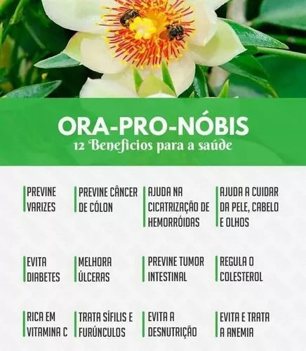 Ora Pro Nobis Unilife Pereskia Aculeata Bottle With 60 Caps 450mg